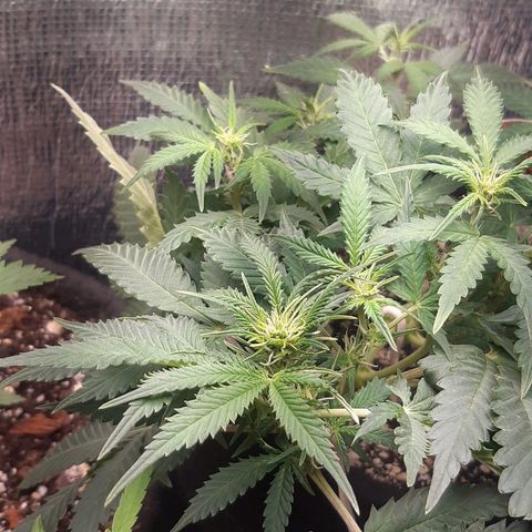 Auto OG Kush #1 seedstockers growlog timeline photo
