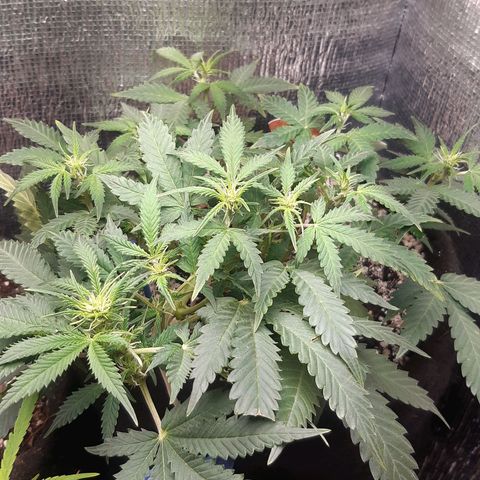 Auto OG Kush #1 seedstockers growlog timeline photo