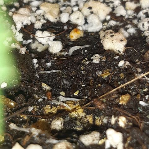 Auto OG Kush #1 seedstockers growlog timeline photo