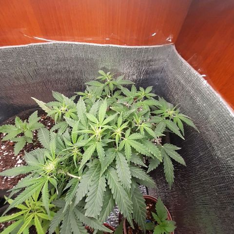 Auto OG Kush #1 seedstockers growlog timeline photo