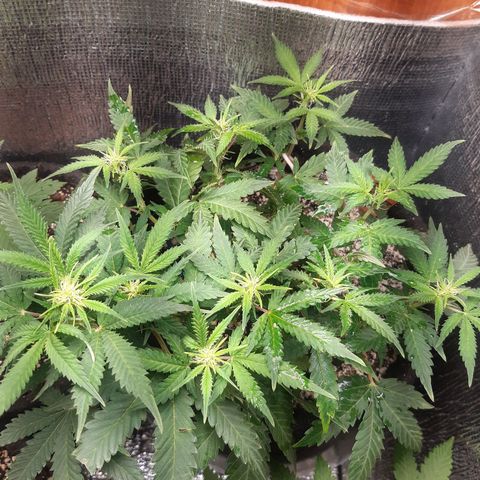 Auto OG Kush #1 seedstockers growlog timeline photo