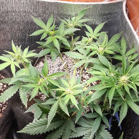 Auto OG Kush #1 seedstockers growlog timeline photo
