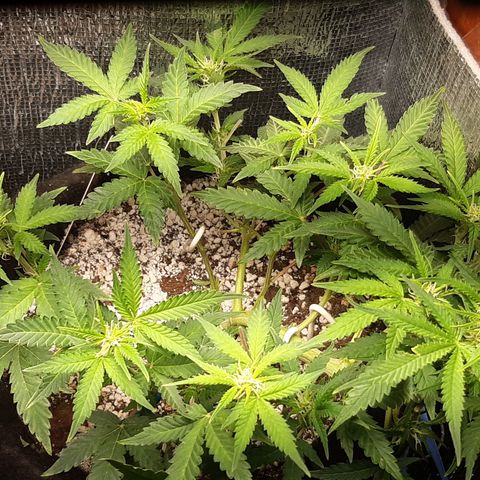 Auto OG Kush #1 seedstockers growlog timeline photo