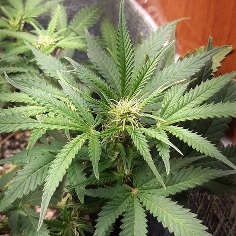 Auto OG Kush #1 seedstockers growlog timeline photo