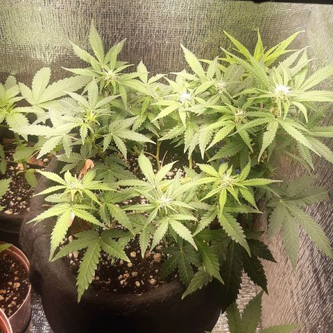 Auto OG Kush #1 seedstockers growlog timeline photo