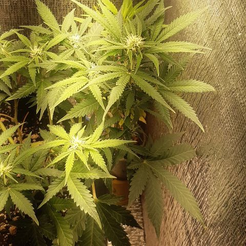 Auto OG Kush #1 seedstockers growlog timeline photo