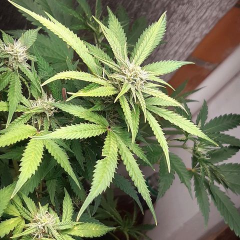 Auto OG Kush #1 seedstockers growlog timeline photo