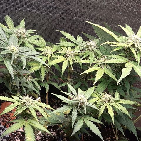Auto OG Kush #1 seedstockers growlog timeline photo