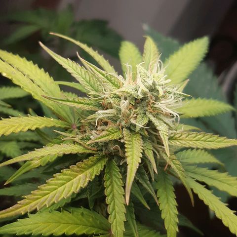 Auto OG Kush #1 seedstockers growlog timeline photo