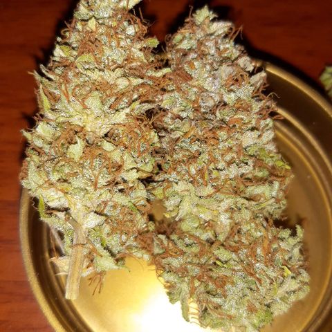 Auto OG Kush #1 seedstockers growlog timeline photo