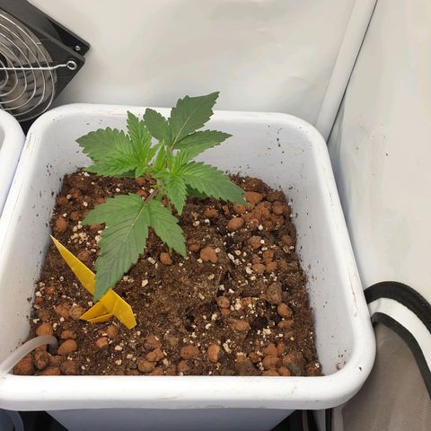 Red Mandarine  #4 growlog timeline photo