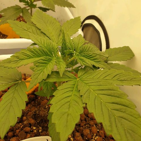 Red Mandarine  #4 growlog timeline photo