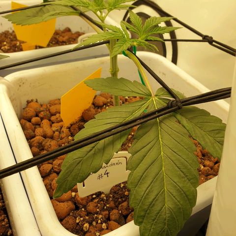 Red Mandarine  #4 growlog timeline photo