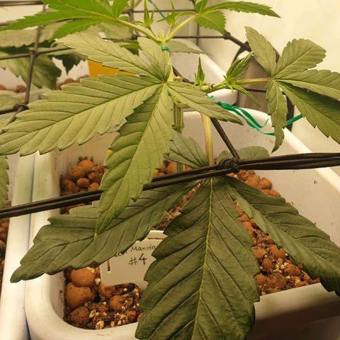 Red Mandarine  #4 growlog timeline photo