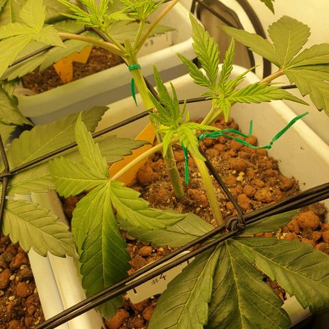 Red Mandarine  #4 growlog timeline photo