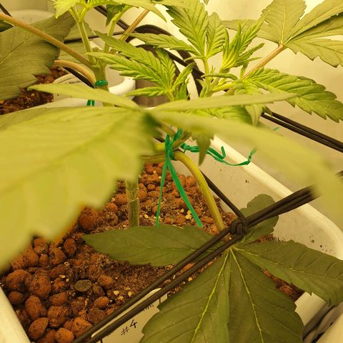 Red Mandarine  #4 growlog timeline photo