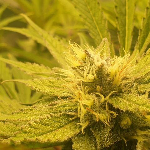 Red Mandarine  #4 growlog timeline photo