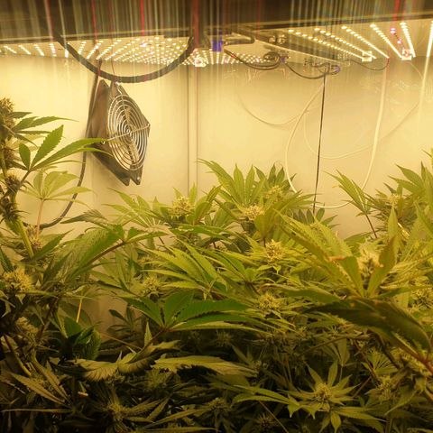 Red Mandarine  #4 growlog timeline photo