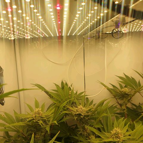 Red Mandarine  #4 growlog timeline photo