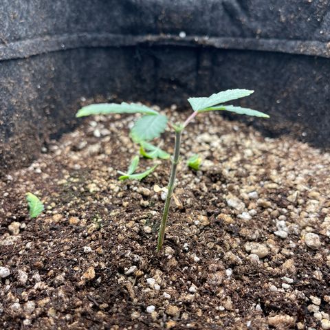 24K growlog photo: pós poda, depenadinha 
