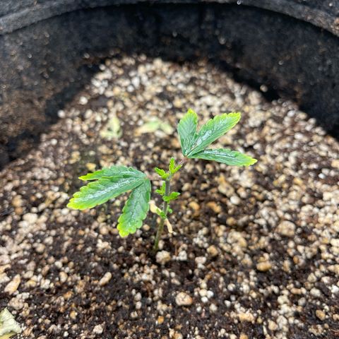 24K growlog timeline photo