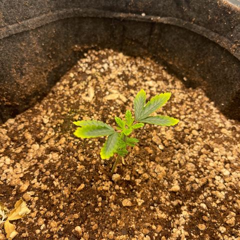 24K growlog timeline photo