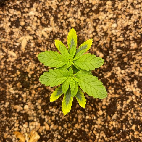 24K growlog timeline photo