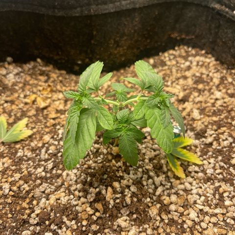 24K growlog timeline photo