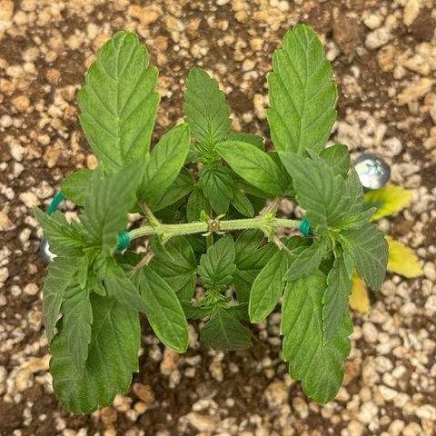 24K growlog timeline photo