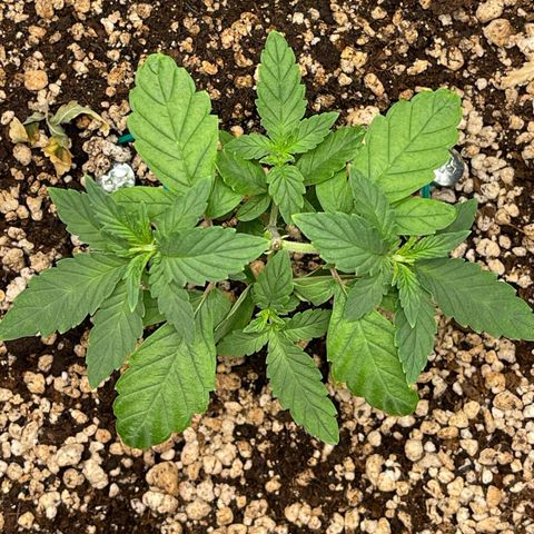 24K growlog timeline photo