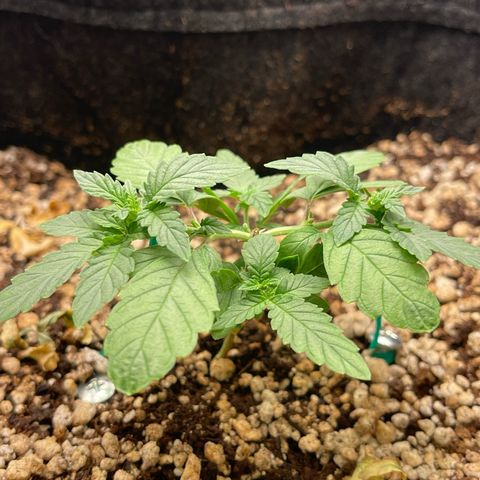 24K growlog timeline photo