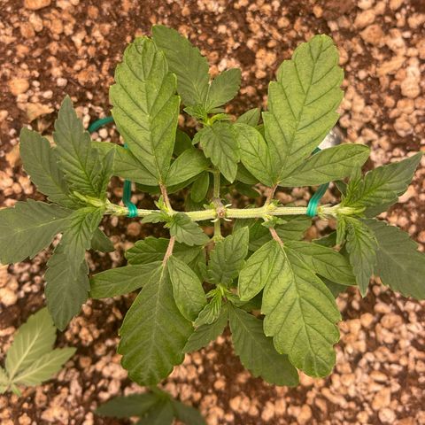 24K growlog timeline photo
