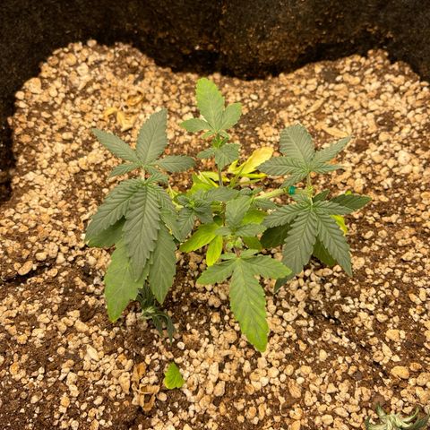 24K growlog photo: poda