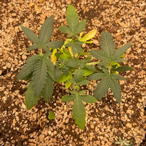24K growlog photo: poda