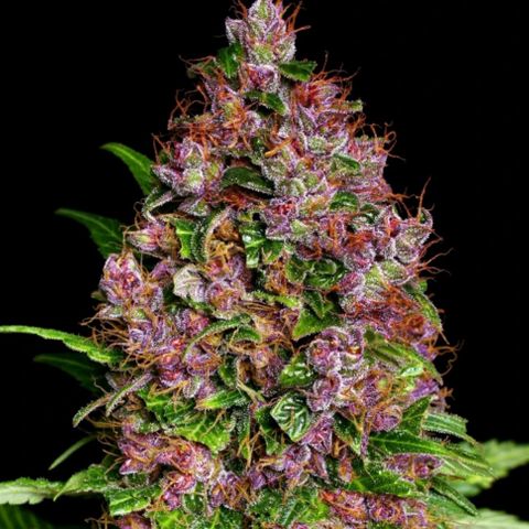 Purple Bud growlog timeline photo