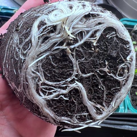 Purple Bud growlog timeline photo