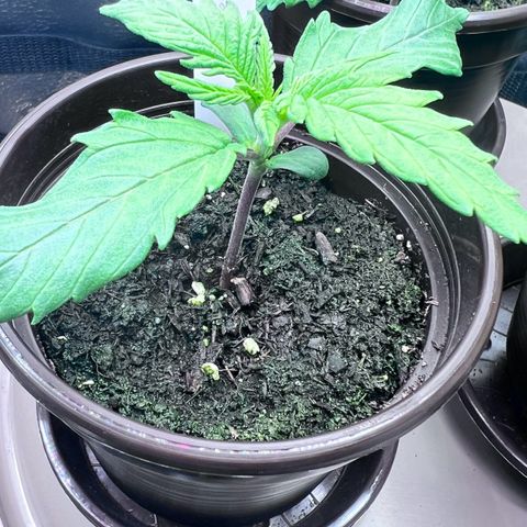 Purple Bud growlog timeline photo