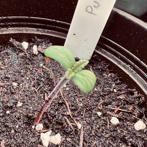 Purple Bud growlog timeline photo