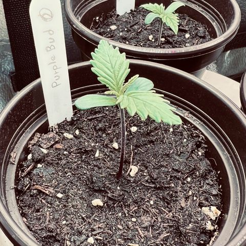 Purple Bud growlog timeline photo