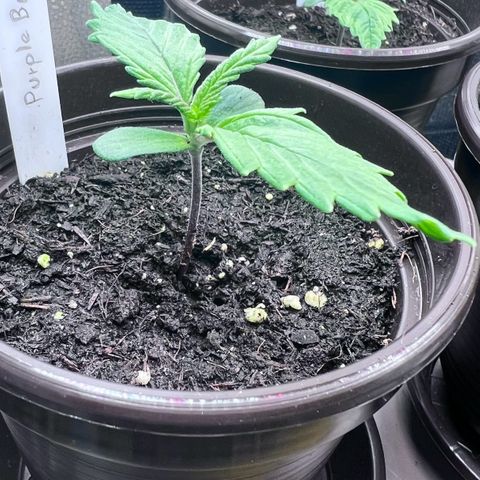 Purple Bud growlog timeline photo