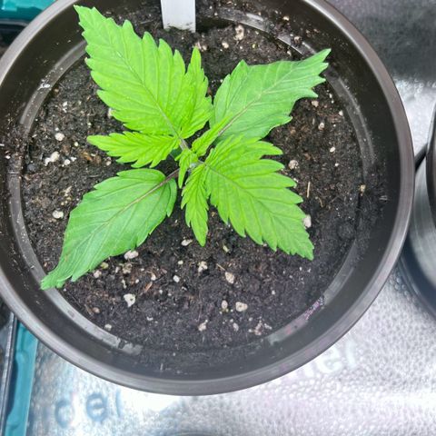 Purple Bud growlog timeline photo