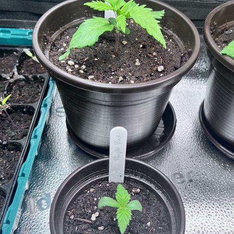 Purple Bud growlog timeline photo