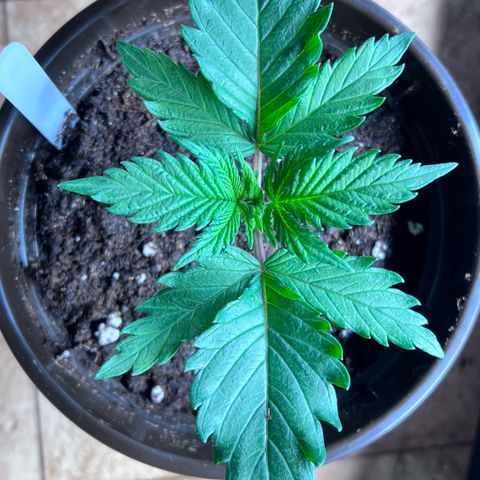 Purple Bud growlog timeline photo