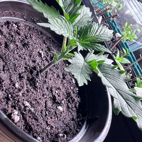Purple Bud growlog timeline photo