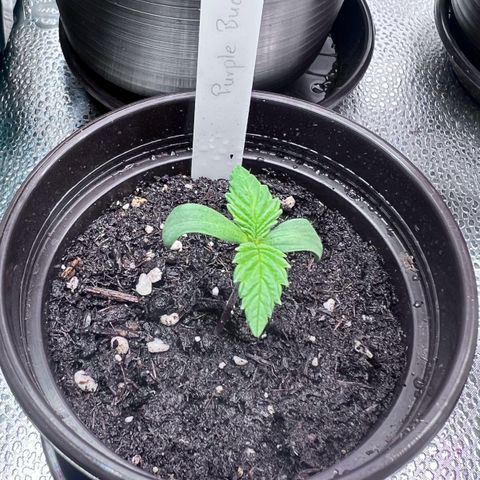 Purple Bud growlog timeline photo