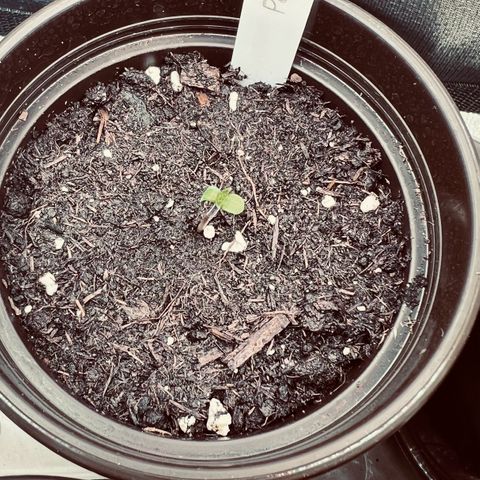 Purple Bud growlog timeline photo