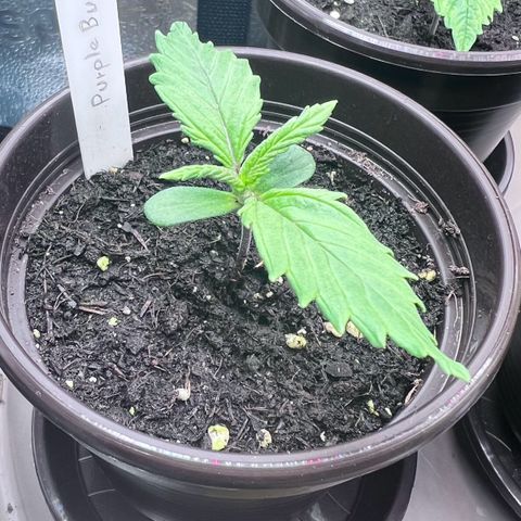 Purple Bud growlog timeline photo