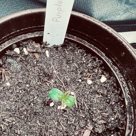 Purple Bud growlog timeline photo