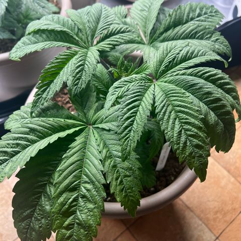 Critical Skunk growlog timeline photo