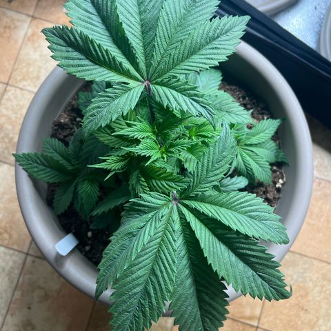 Wedding Cake growlog timeline photo